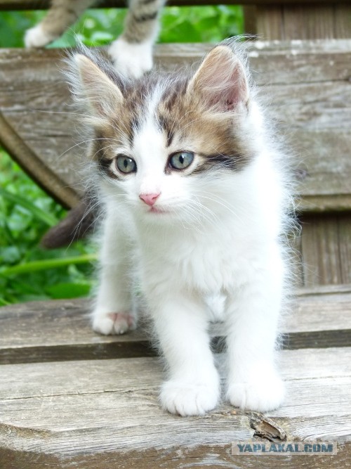 Котовторник 9.07.2013