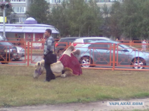 Мой Нижневартовск!