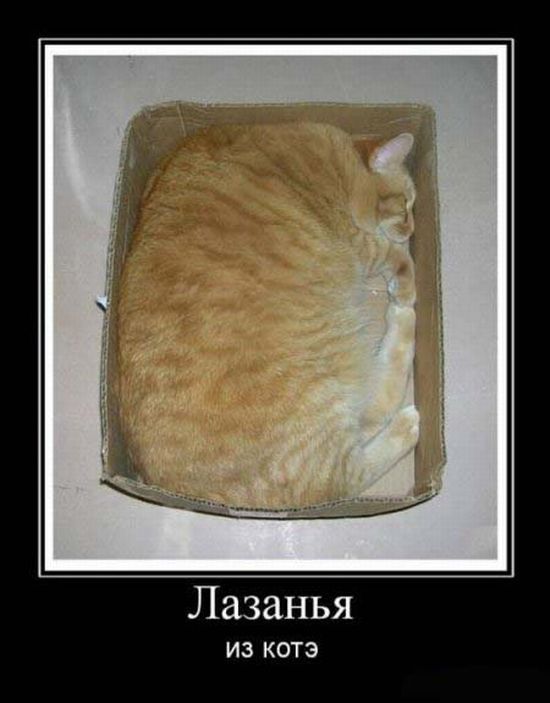 Подборка демотиваторов