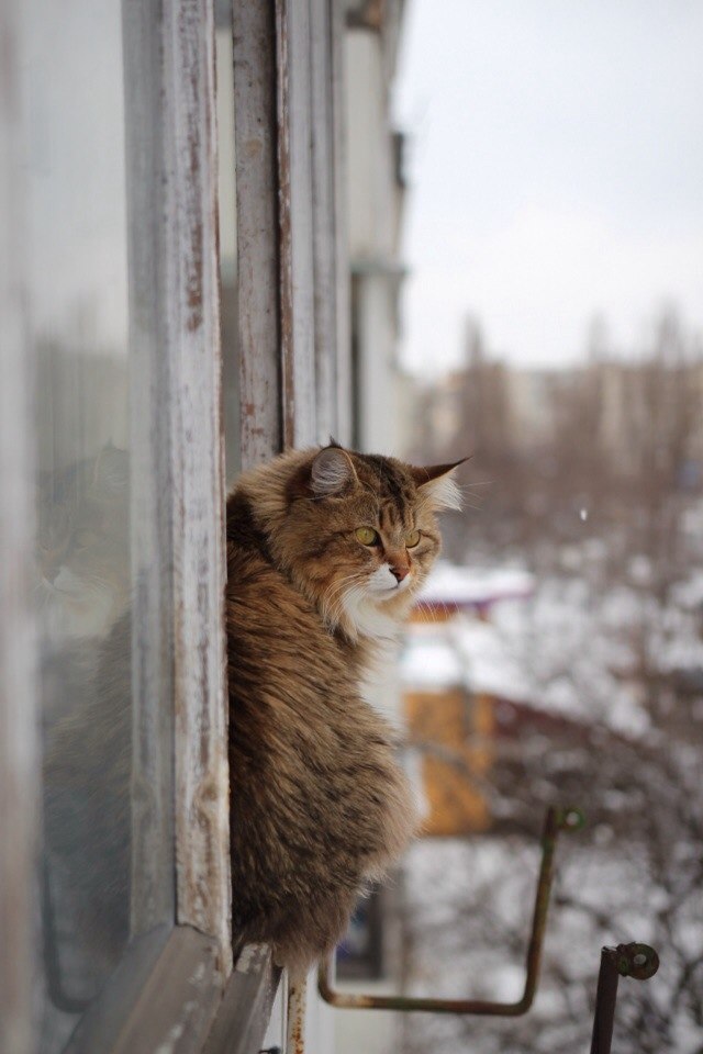 Котовторник