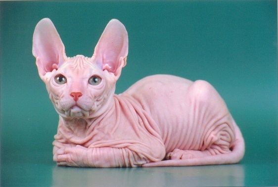 Коты, кошки, котята