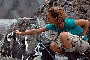 Собаки спасли колонию карликовых пингвинов от лис