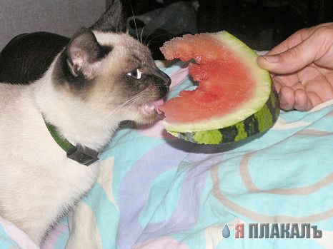 Котовторник!