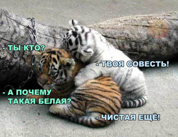 Божьи твари