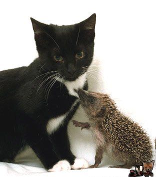 Любовь - морковь