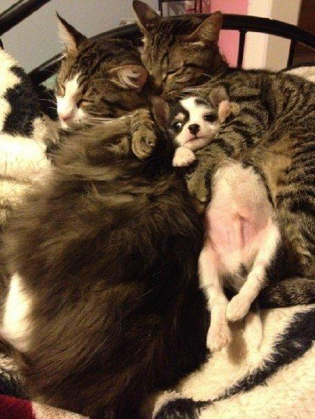 Мохнатые беспредельщики