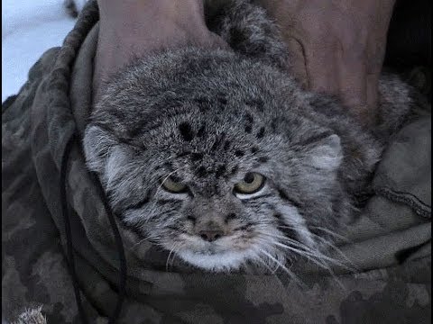 Манулы - самые ленивые и эмоциональные коты