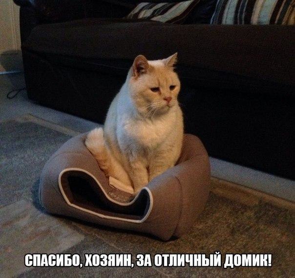 Прикольные животные