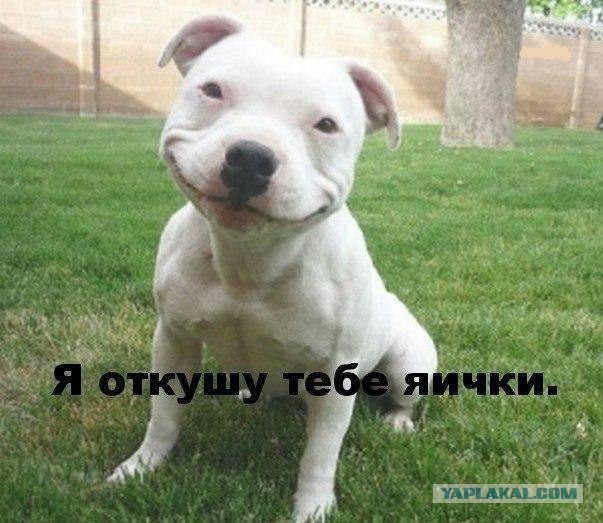 Эта собака не перестает улыбаться даже после того, как её забрали из приюта
