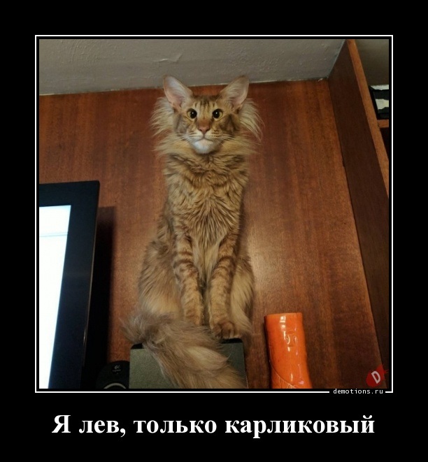 Котовторник  10.10.2017