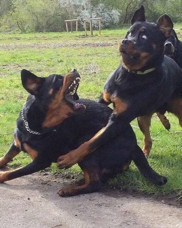Подборка забавных животных
