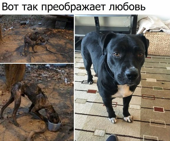 Отлов собак. Спасающие наши жизни