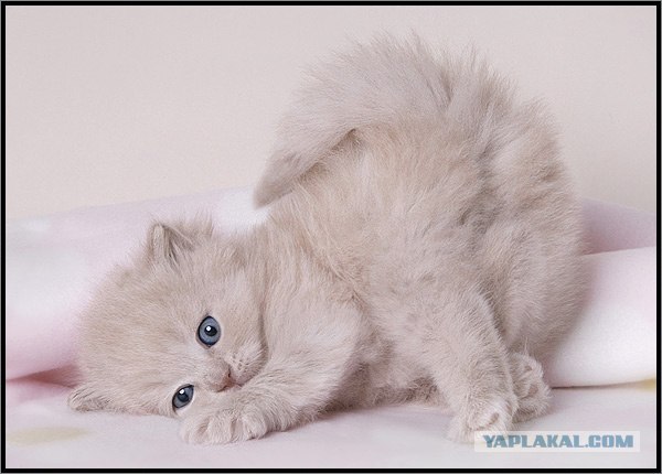 Даёшь Котовторник на ЯПе! (29.07.08)