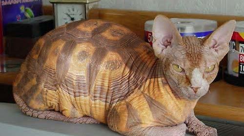 Котовторник на ЯПлакалъ