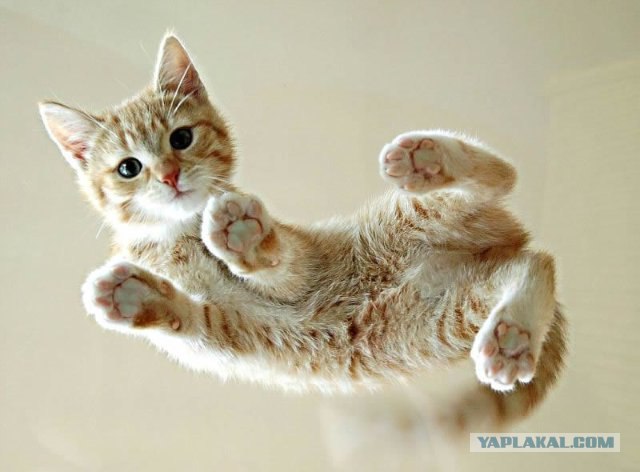 It's Catursday Fever! (Котовторник)
