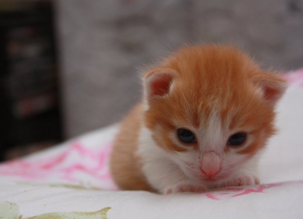 Котовторник уже сегодня!
