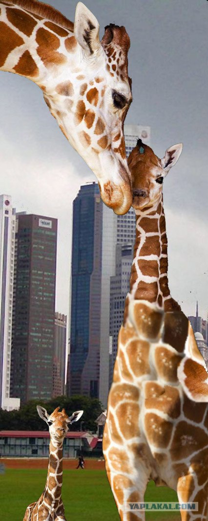 Первый рожденный жирафик в 2012 году