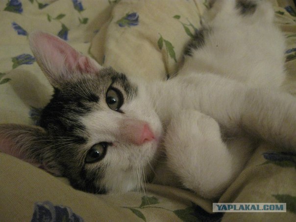 Котовторник (21.02.2012)
