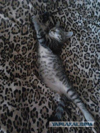 Котовторник 8 мая 2012