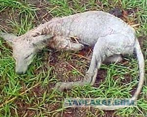 Аццкая псина...