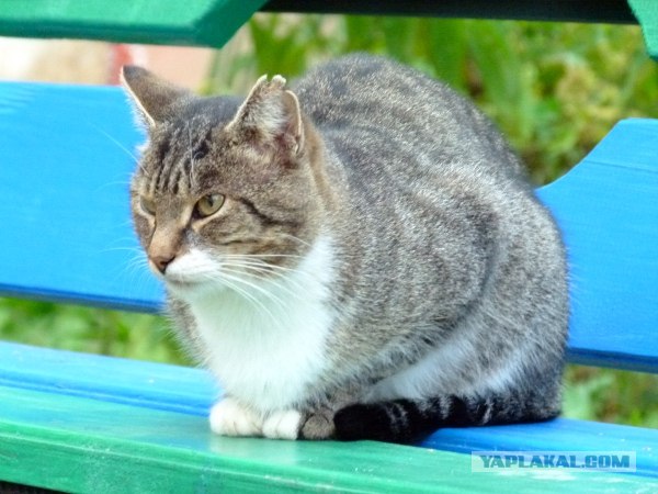 Котовторник  16.10.12