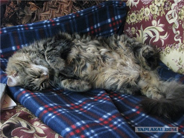 Котовторник 30.10.2012