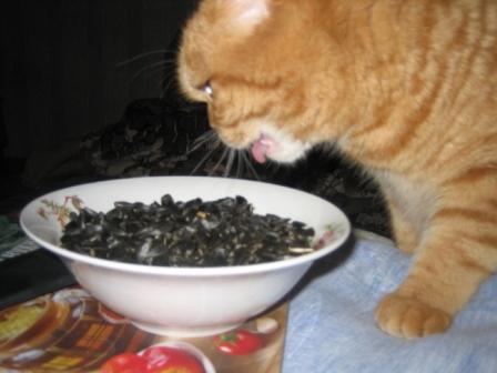 Котовторник