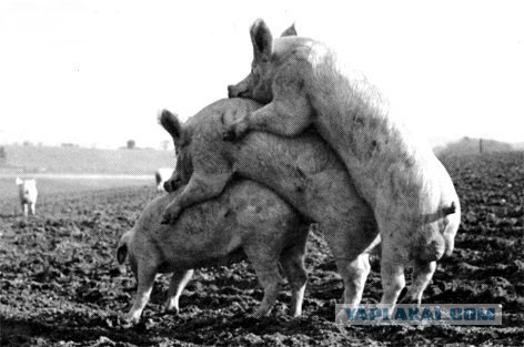ХРЮШКИ. Уголок Пятачка, кабаны, свиньи