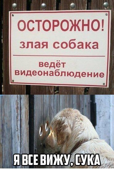 Собаки бывают