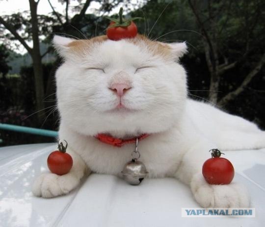 Кошачье спокойствие