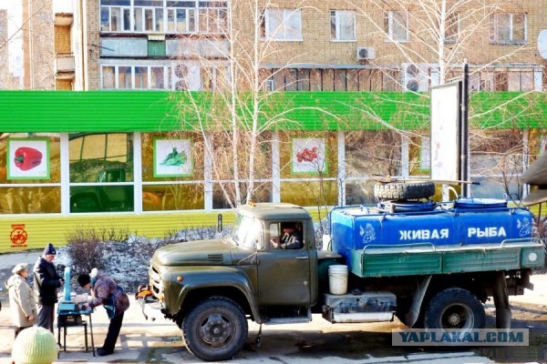 Сколько стоила самая дешёвая и дорогая рыба в СССР и какие рыбы тогда продавались