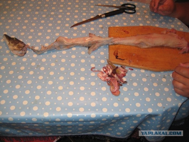 Щука фаршированная