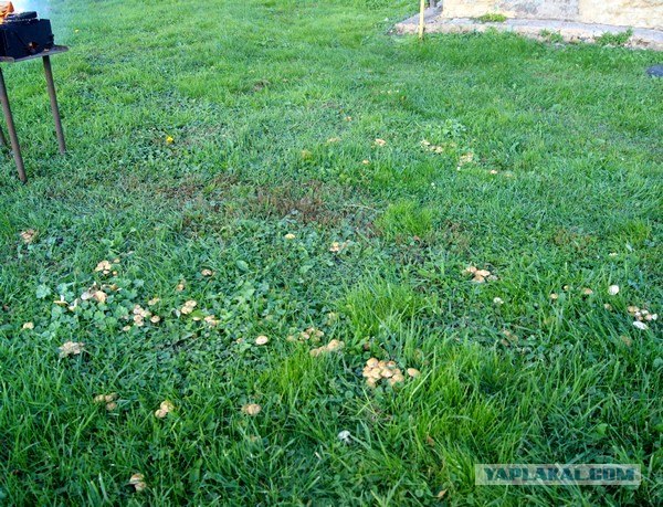 Осень в банках