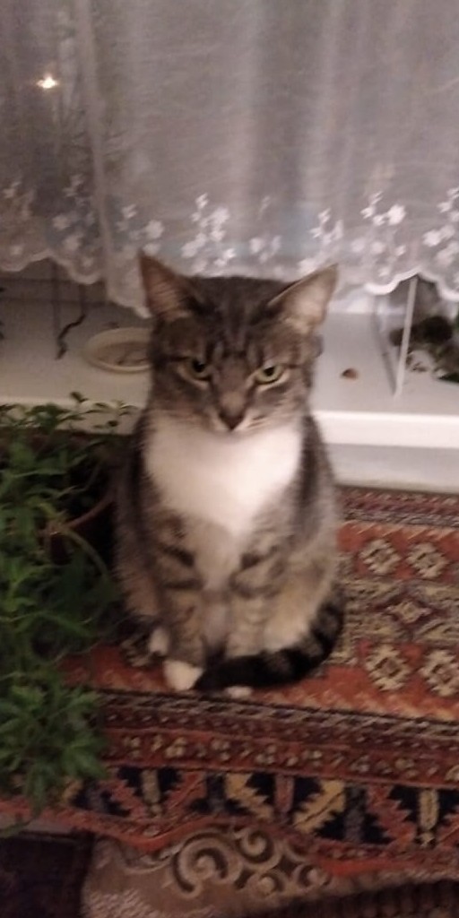 А что это мы котовторник не начинаем? Время пришло!
