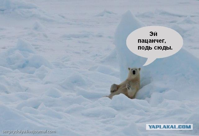 Недалеко от Земли Франца-Иосифа