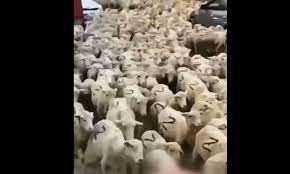 Настоящий патриот!