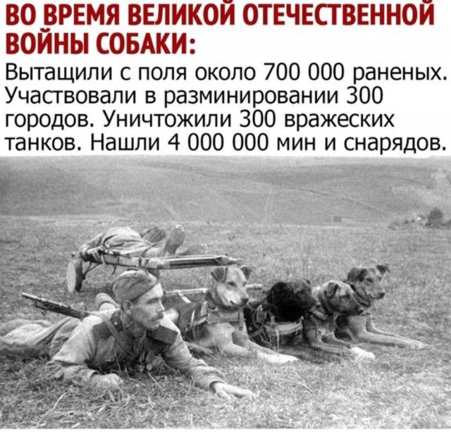 Пес, самая близкая душа, ушел на радугу