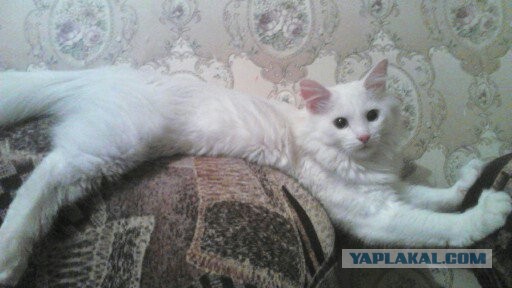 Коты белые, 12 литров