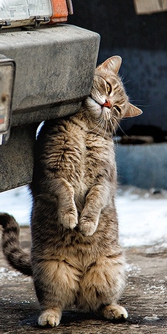 Котовторник 30.04.2013