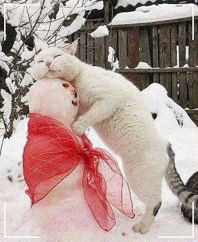 Котики из снега и котики на снегу