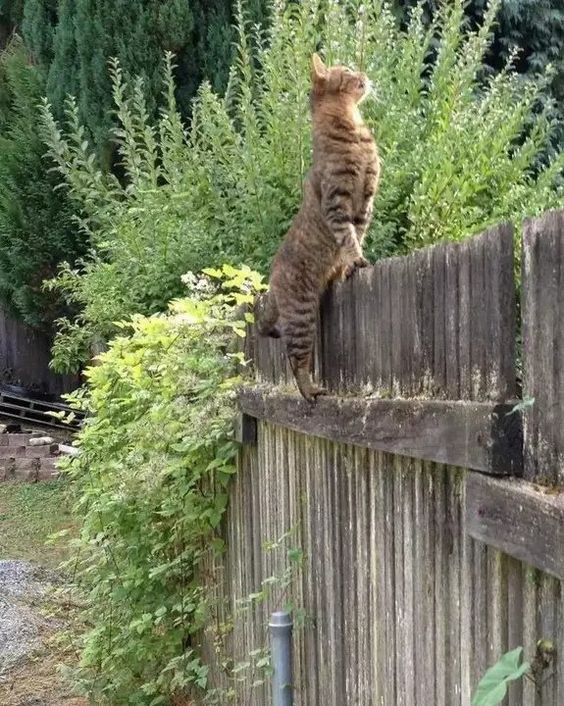 Коты деревенской породы