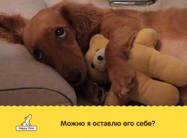 Котэ, совэ и все-все-все