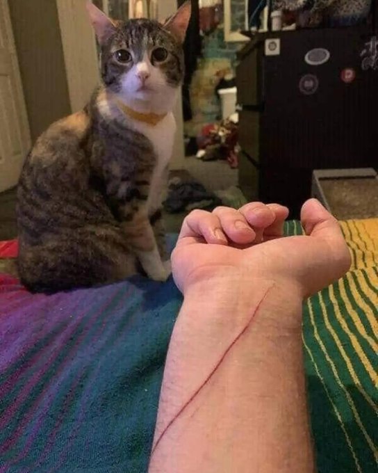 Котовторник