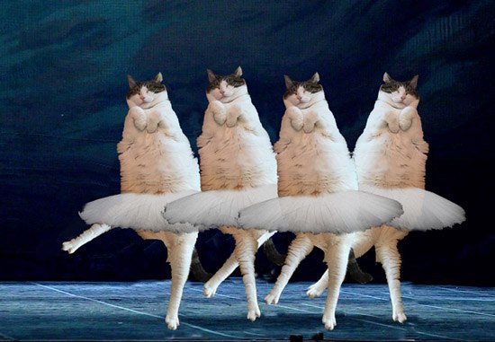 ЯП