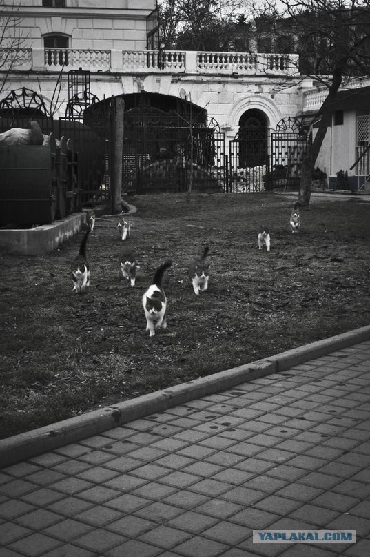Коты Севастополя