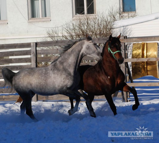 Скоро Год Лошади)))