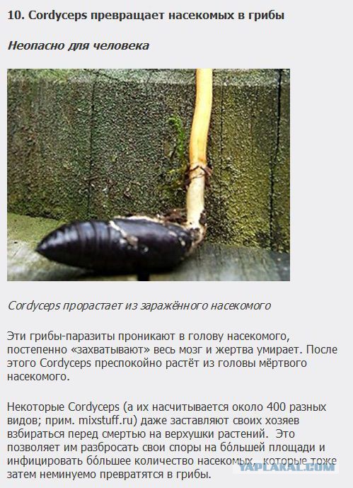 Существа, которых стоит бояться