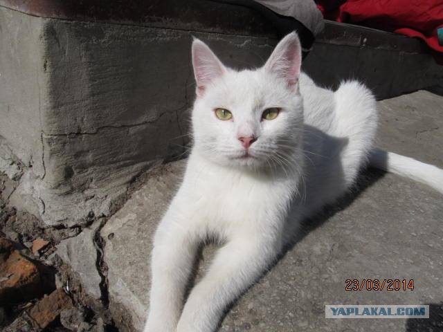 Кот и надоедливый гусь :)