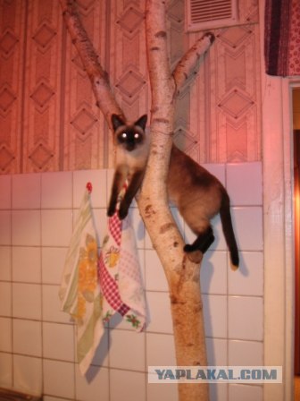 Кошкин дом