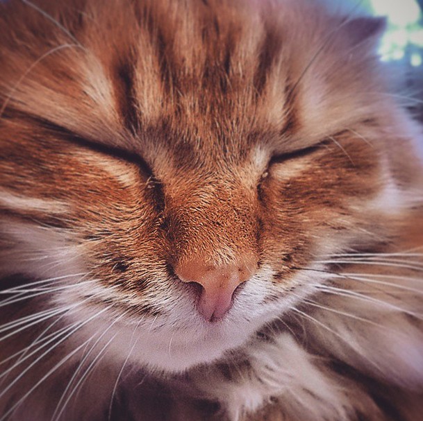 Котовторник 31.03.2015